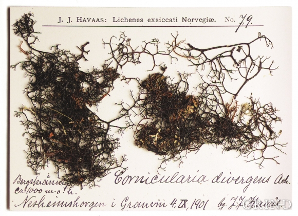 Bryocaulon lichen, from Nesheimshorgi.