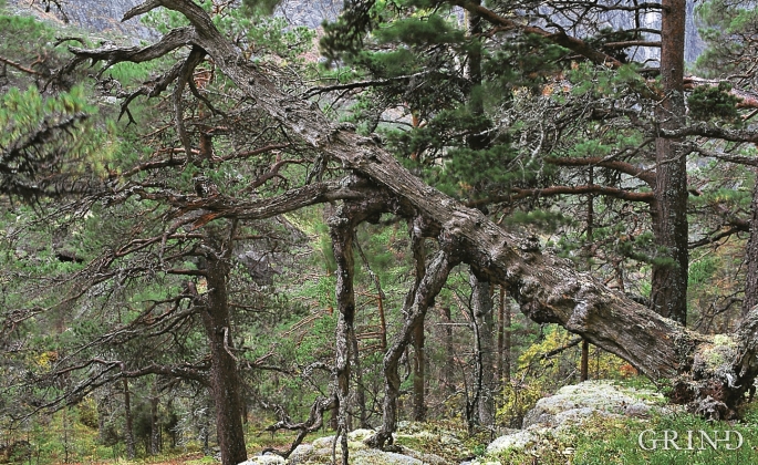 Old pine forest in Husedalen.