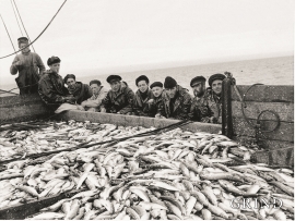 Austevollmannskap på M/S «Sollund II» med fulle sildebingar etter drivgarnfiske utanfor Island i 1959.