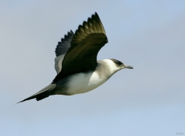 Arctic Skua