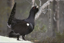 Male Capercaillie