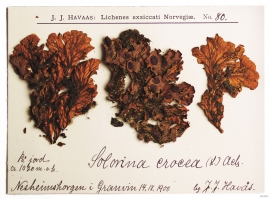 Chocolate Chip lichen,  from Nesheimshorgi.
