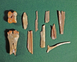 Bones from reindeer