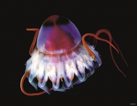 Periphylla periphylla, phosphorescent jellyfish