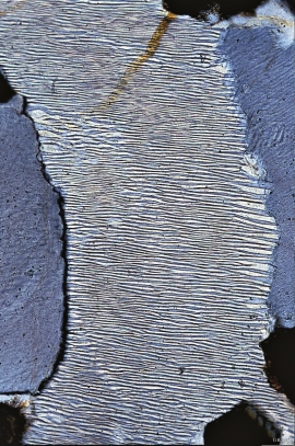 Microscope photo of a millimetre-sized grain of feldspar.