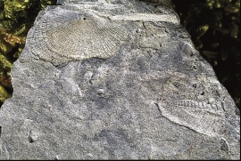 By Lake Dalskarvatnet there have been a number of discoveries of fossils from Ordovician time
