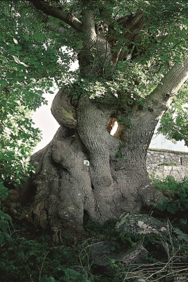 The Ancient Ash Tree 