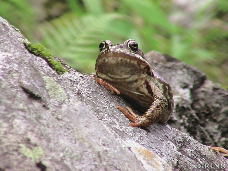 Frosken, som er det mest utbreidde amfibiet i Hordaland, kan ein jamvel treffa på høgt til fjells